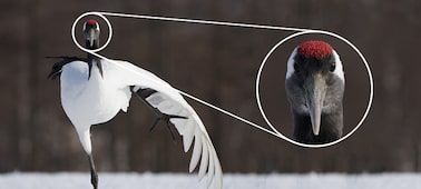 Slika – Supertelefoto objektiv za zumiranje FE 100 – 400 mm iz serije G Master