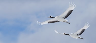 Slika – Supertelefoto objektiv za zumiranje FE 100 – 400 mm iz serije G Master